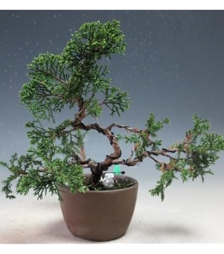 Amazon.co.jp: 盆栽 六角堂柳【現品】（3236） : DIY・工具・ガーデン