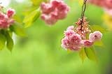 菊しだれ桜　しだれ桜苗　菊咲き
