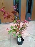出猩々紅葉 デショウジョウモミジ