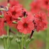 朱色クリンソウ