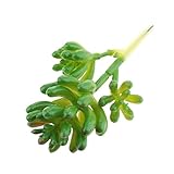 Homyl 多肉植物　結婚式パーティー　家庭や庭園のインテリア　図書館　カフェテリア　布屋　適用　９タイプ選べる - タイプ８
