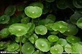 20seeds /バッグ水生植物の種子馬蹄金の草の種を発芽、四季が簡単に鉢植え