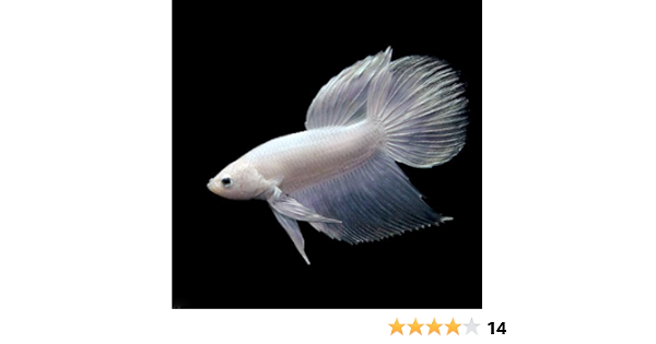 Amazon 熱帯魚 ベタ トラディショナル プラチナホワイト系 オス 1匹 本州 四国限定 生体 スクリーンプロテクター 通販