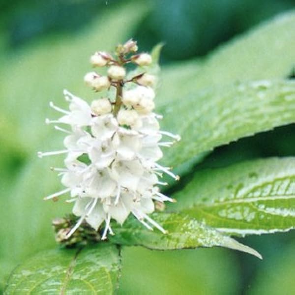 Amazon Co Jp シモバシラ ホーム キッチン