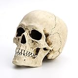 Veronese Design 高さ6 1/4インチ 人間の頭蓋骨 モーションジョー付き リアルな樹脂彫刻
