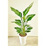 オーガスタWHラウンド陶器製鉢植え 約110cm 指宿産直
