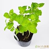 ホールズミント 【苗】 9cmポット ＜当店は 苗 種 鉢 培養土 ニーム の専門店＞