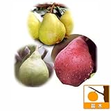 西洋梨3種セット（ラ・フランス、ル・レクチェ、レッドバート）[受粉セット][苗木]