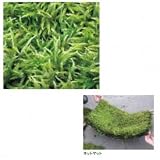 オンリーワン　植栽　コケ・万年苔（ネットマット）　HE3-K426