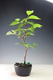 盆栽 富士ブナ(苗木)の鉢植え盆栽
