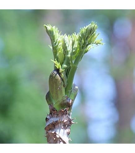 Amazon | とげなしタラの木(タラの芽)苗木 | 果物
