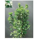 オンリーワン　植栽・美しい花　ビバーナム・ティヌス　KJ3-M027