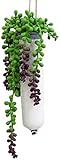 萩原 人工観葉植物 「ポルム」 約50cm 光触媒加工 ハンギングプランター 159019710