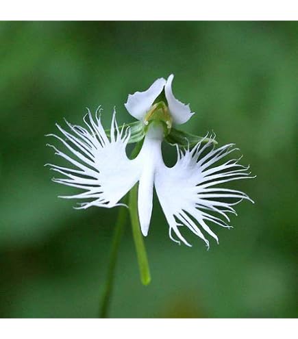 Amazon｜鷺草球根10球｜観葉植物 オンライン通販