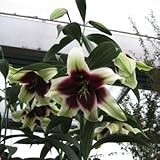 テッポーユリ　クシマヤ　１球入