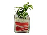 花市場直送便 アイビー(カラーサンド植え) ブロックL ピンク/赤