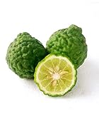 コブミカン プルット スワンギ Kaffir lime 10 Seeds タイ庭園 Thai Garden