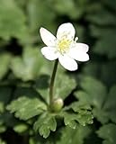 【山野草】鈴鹿姫二輪草