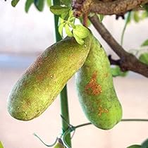 独特な樹姿〈五枚葉あけび〉☆8/3までの出品 独特な樹姿〈五枚葉あけび〉☆8/3までの出品