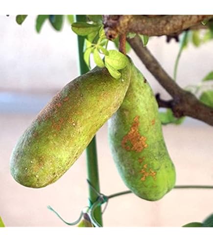 Amazon | あけび苗木 五つ葉アケビの苗木 13.5cmポット苗 1年生 Amazon | あけび苗木 五つ葉アケビの苗木 13.5cmポット苗 1年生