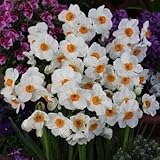 スイセン　 ゼラニューム　３球入