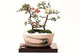 紅白花！長寿梅盆栽　瀬戸焼鉢入り盆栽　チョウジュバイ 卓上盆栽ギフトプレゼントに【一才桜 モダン盆栽 盆栽 桜 盆栽 和モダン インテリア盆栽 桜 盆栽ギフト 桜盆栽】
