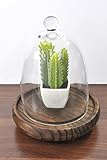 PLATA ディスプレイ 用 ミニ サボテン 【 C + ガラス蓋 木皿 セット 】 人工 観葉植物 グリーンポット YWX135--C-YWX132