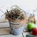 CurlyPlants＊カーリープランツ＊ブリキポット 造花 CT触媒 シャビー リメ缶