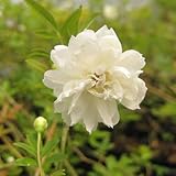 モッコウバラ　白八重　2年生苗×2ポット