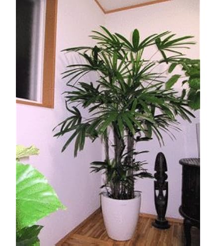 Amazon｜カンノンチク 8号 観音竹｜観葉植物 オンライン通販