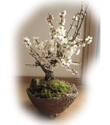 Amazon.co.jp: 梅盆栽 盆栽 (思いのまま梅咲き分け梅) : DIY・工具