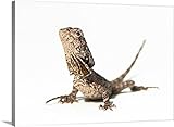 GREAT BIGキャンバスギャラリー‐ Frilled Dragon Juvenile。 48" x 35" 1110393_1_48x35_none