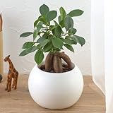 【日比谷花壇|観葉植物】お手入れかんたん観葉植物「人参ガジュマル(ホワイト)」