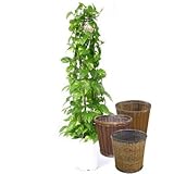 ポトス 10号サイズタワー仕立て【バスケット(鉢カバー) 付き】 バスケット02