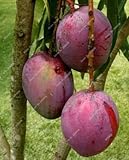 gradenのための熱い販売、異なる色マンゴー種子100％真正種子-3枚盆栽フルーツの種子、