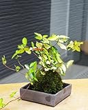 黄金と緑色の葉が美しい苔玉【テイカカズラの苔玉・焼締角器セット】 (敷石の色（黒）)