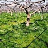 国華園　野菜たね　緑肥・景観作物　ナギナタガヤ　1袋(500g入)【※発送が国華園からの場合のみ正規品です】
