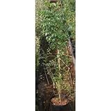 シマトネリコ株立ち1m 6号ポット