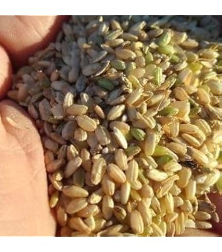 Amazon.co.jp: くず米・青米 5kg／鳥の餌、飼料用、肥料などに