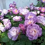 バラ苗 ブルーフォーユー 国産大苗6号スリット鉢 フロリバンダ(FL) 四季咲き中輪 紫系