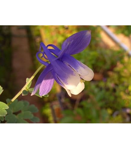 Amazon｜大岩チドリ 5本セット 特大 消毒済み 山野草苗｜観葉植物