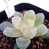 niハオルチア ゴースト 色素変異個体(オブツーサ)多肉植物 ハオルチア 7.5cmポット