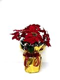 きつつきポインセチア　造花　クリスマス