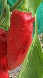 Chili Corno di Toro Rosso - hot pepper - 50 seeds