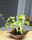 黄金と緑色の葉が美しい苔玉【テイカカズラの苔玉・焼締茶器セット】 (敷石の色（黒）)