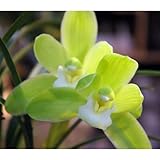 和蘭：春一番2.5号ポット[育てて咲かせるランの苗 すばらしい香りの和蘭] ノーブランド品