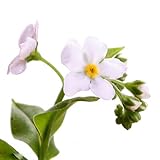 (山野草)タチカメバソウ(立亀葉草) 3号(1ポット) 本州・四国限定[生体]