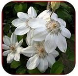free ship Vine Clematis potted clematis garden flowers, no the clematis 40 seeds 2