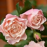 バラ苗 ダフネ 国産大苗オリジナル角鉢6号 四季咲き中輪 ピンク系　ロサ オリエンティス