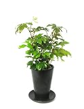 ≪陶器鉢≫ テーブルグリーン シッサス エレンダニカ (全高350)